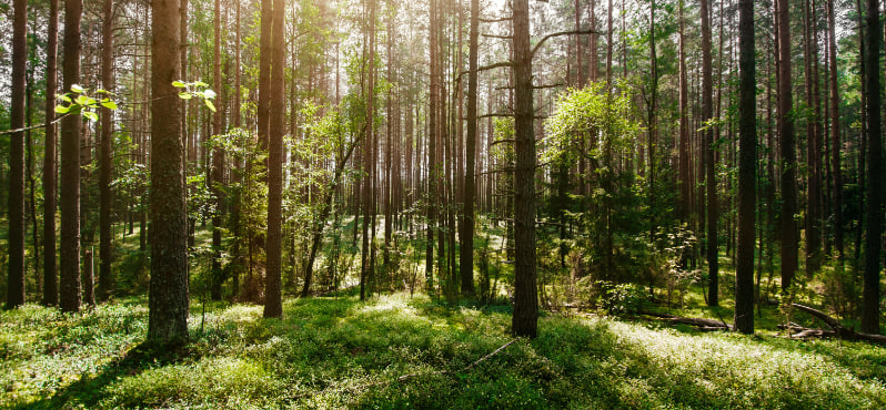 Технологии для зеленого будущего Технологии для зеленого будущего